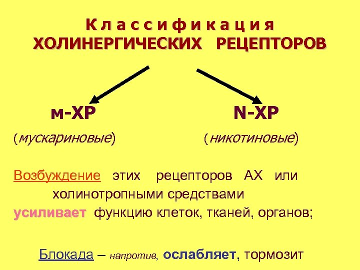 Классификация ХОЛИНЕРГИЧЕСКИХ РЕЦЕПТОРОВ м-ХР (мускариновые) N-ХР (никотиновые) Возбуждение этих рецепторов АХ или холинотропными средствами