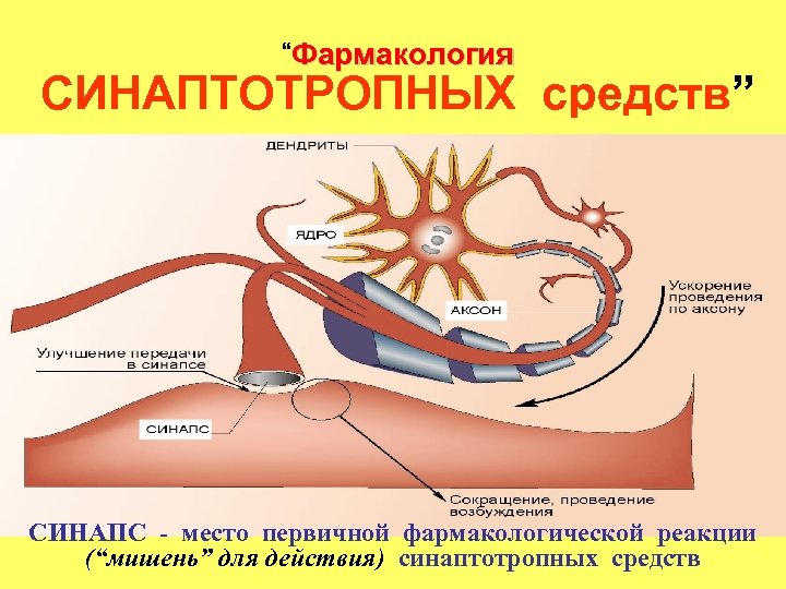 “Фармакология СИНАПТОТРОПНЫХ средств” СИНАПС - место первичной фармакологической реакции (“мишень” для действия) синаптотропных средств