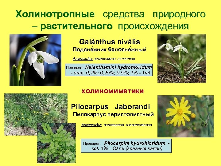 Холинотропные средства природного – растительного происхождения Galánthus nivális Подсне жник белосне жный Алкалоиды: галантамин,