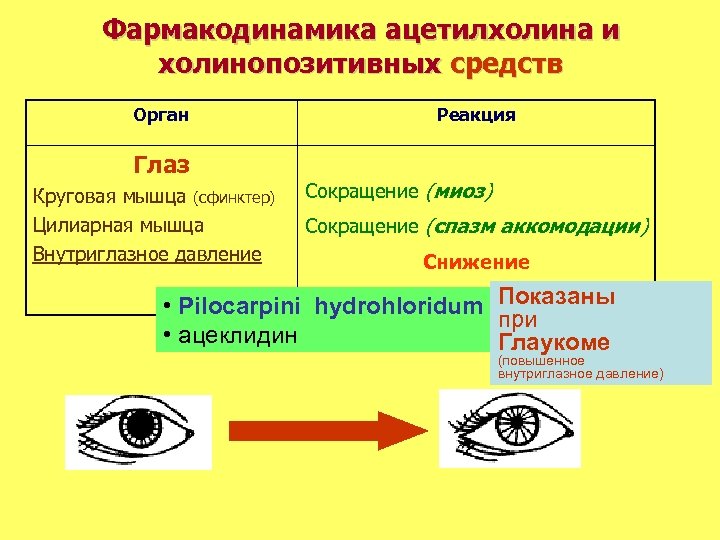 Фармакодинамика ацетилхолина и холинопозитивных средств Орган Глаз Круговая мышца (сфинктер) Цилиарная мышца Внутриглазное давление