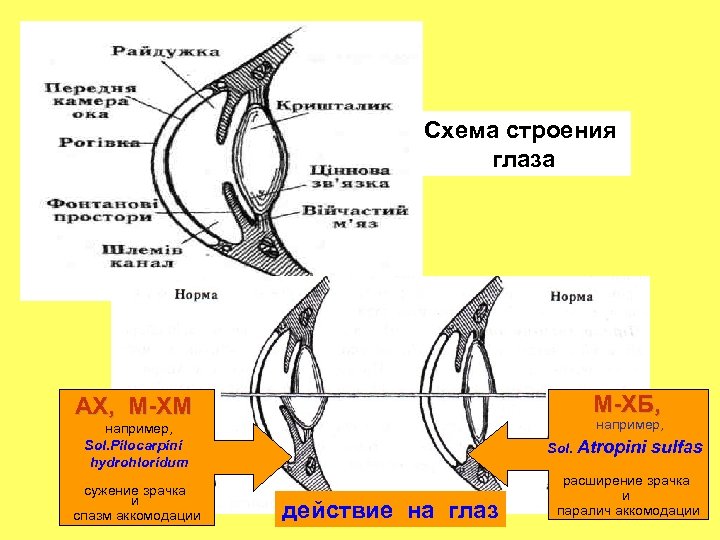Схема строения глаза М-ХБ, АХ, М-ХМ например, Sol. Pilocarpini hydrohloridum сужение зрачка и спазм