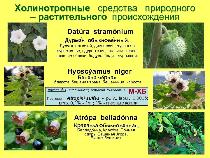 Холинотропные средства природного – растительного происхождения Datúra stramónium Дурма н обыкнове нный, Дурман воню