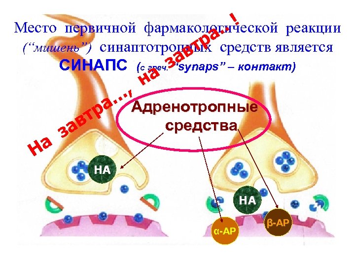 . ! Место первичной фармакологической реакции а. (“мишень”) синаптотропных средств является тр ав СИНАПС