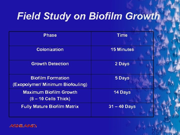 Field Study on Biofilm Growth Phase Time Colonization 15 Minutes Growth Detection 2 Days