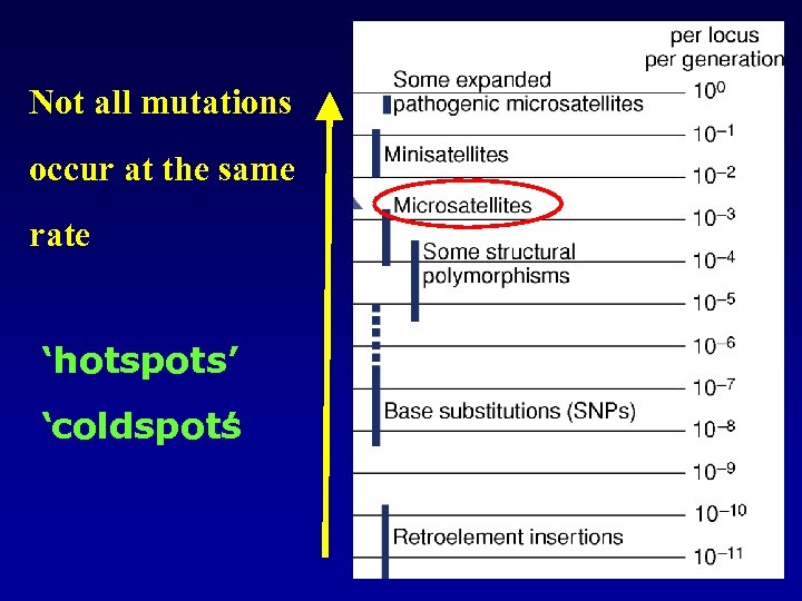 Not all mutations occur at the same rate ‘hotspots’ ‘coldspots ’ 
