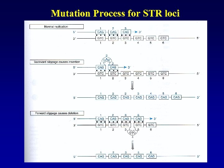 Mutation Process for STR loci 