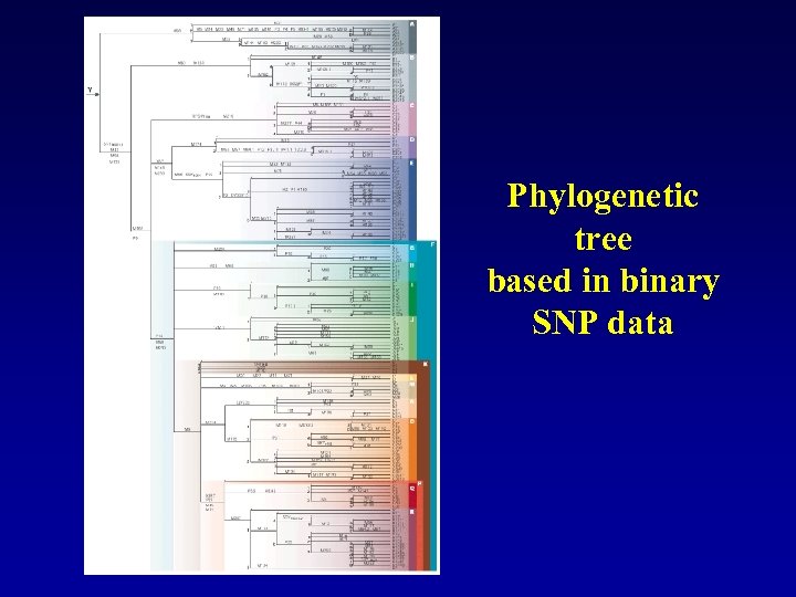 Phylogenetic tree based in binary SNP data 