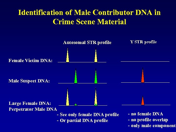 Identification of Male Contributor DNA in Crime Scene Material Autosomal STR profile Y STR