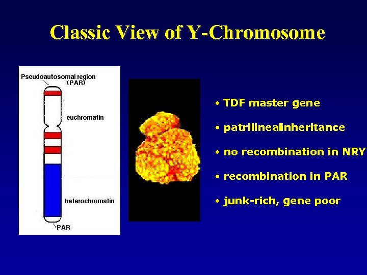 Classic View of Y-Chromosome • TDF master gene • patrilinealinheritance • no recombination in