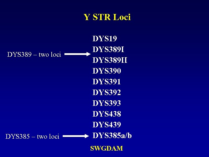 Y STR Loci DYS 389 – two loci DYS 385 – two loci DYS