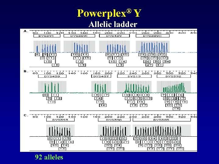 Powerplex® Y Allelic ladder 92 alleles 