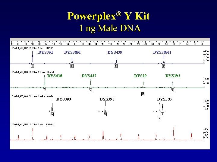 Powerplex® Y Kit 1 ng Male DNA DYS 391 DYS 389 I DYS 438