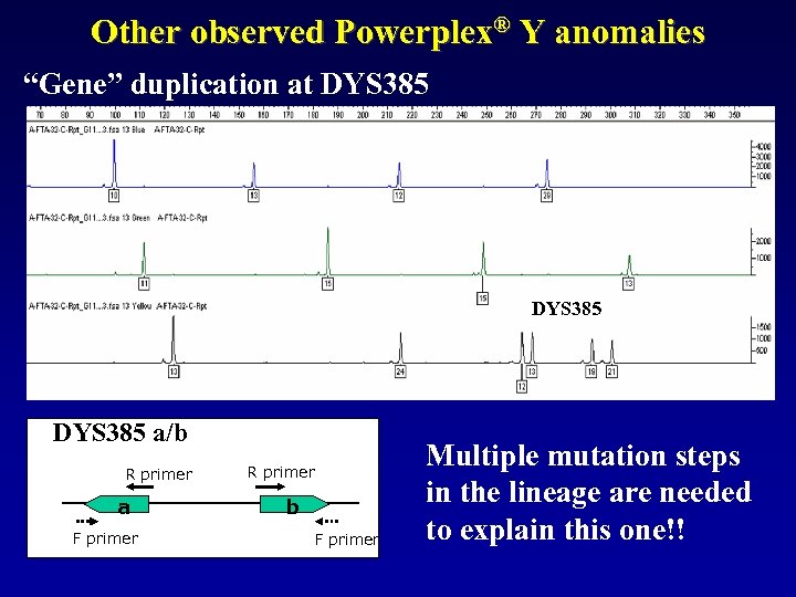 Other observed Powerplex® Y anomalies “Gene” duplication at DYS 385 a/b R primer a