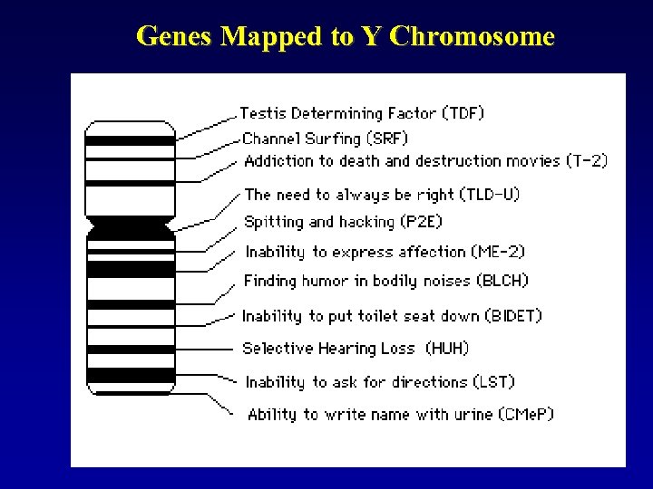 Genes Mapped to Y Chromosome 