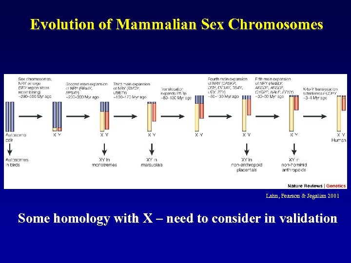 Evolution of Mammalian Sex Chromosomes Lahn, Pearson & Jegalian 2001 Some homology with X