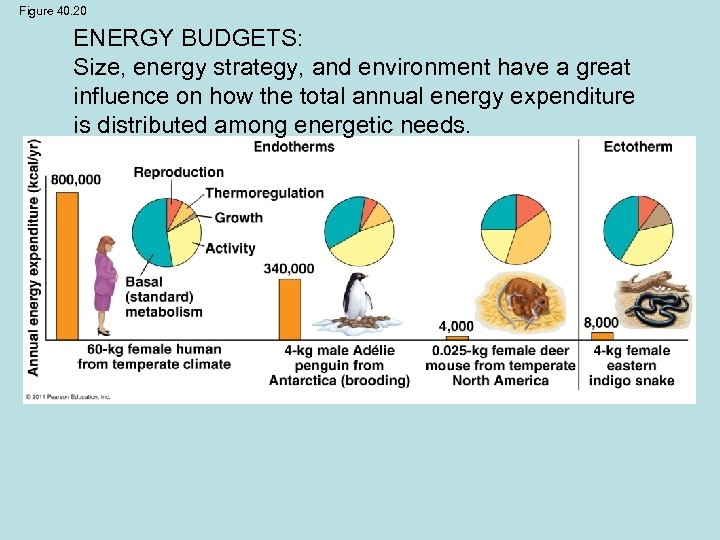 Figure 40. 20 ENERGY BUDGETS: Size, energy strategy, and environment have a great influence