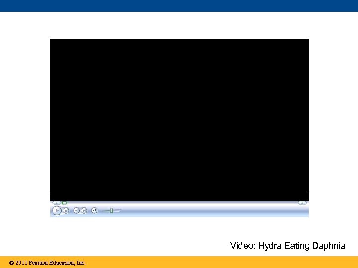 Video: Hydra Eating Daphnia © 2011 Pearson Education, Inc. 