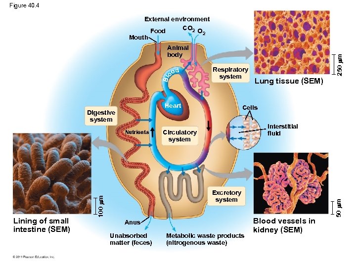 Figure 40. 4 External environment CO 2 O Food 2 Mouth Nutrients 250 m