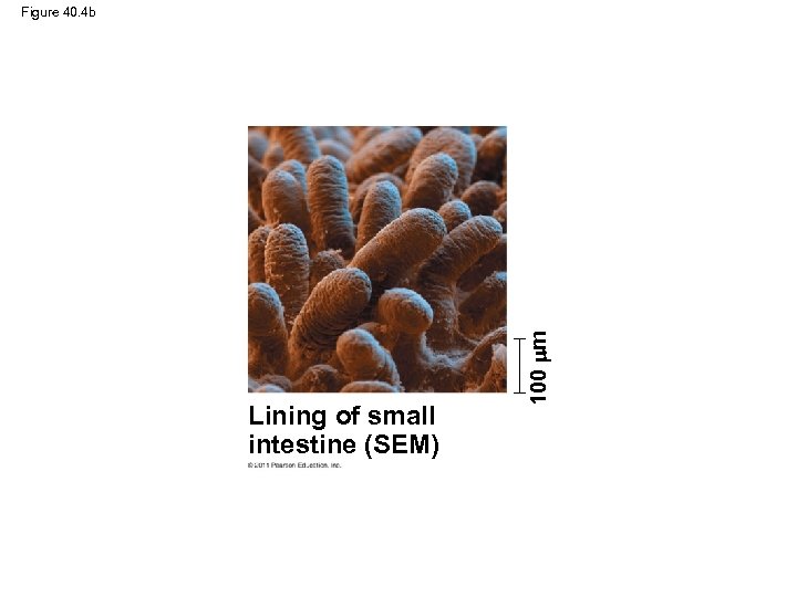 Lining of small intestine (SEM) 100 m Figure 40. 4 b 
