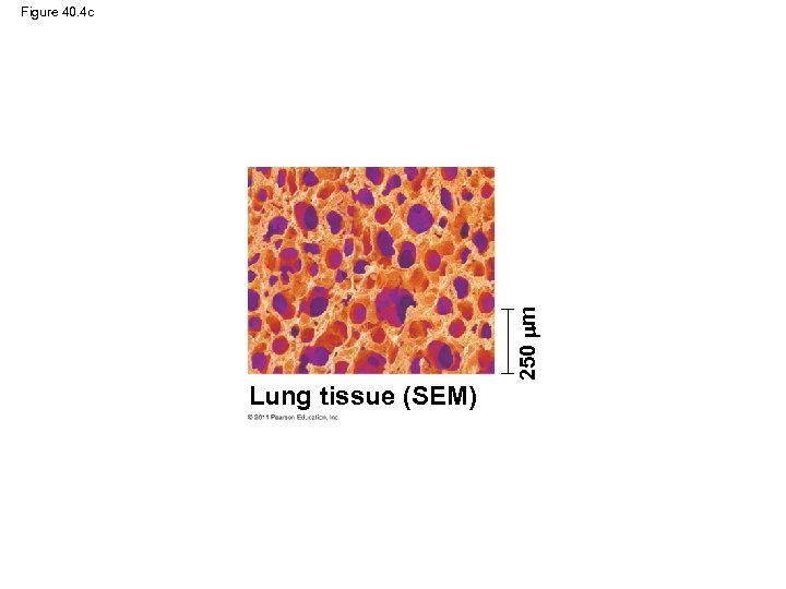 Lung tissue (SEM) 250 m Figure 40. 4 c 