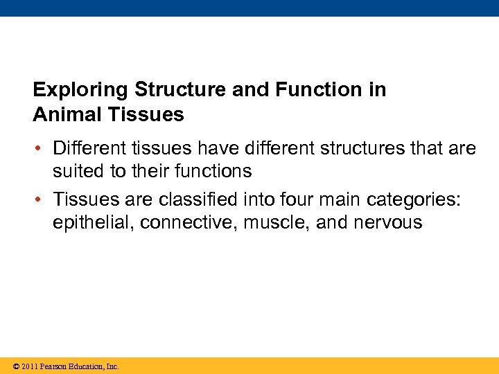 Exploring Structure and Function in Animal Tissues • Different tissues have different structures that