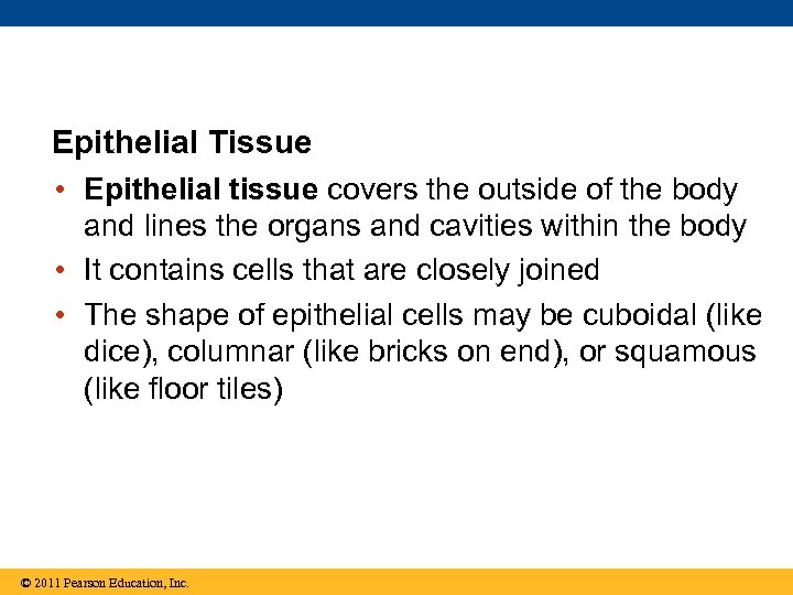 Epithelial Tissue • Epithelial tissue covers the outside of the body and lines the