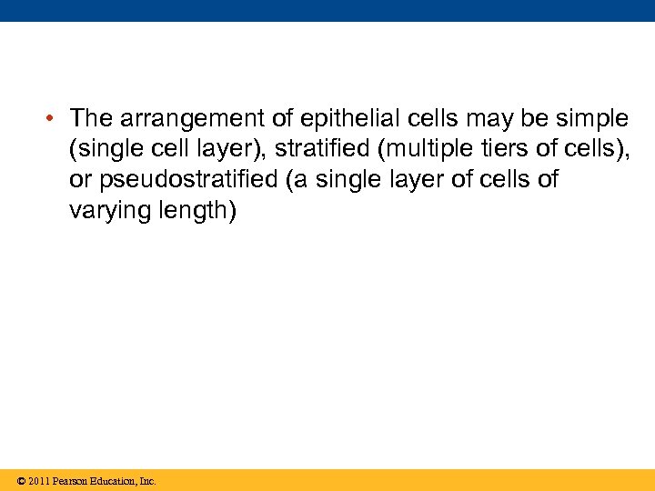  • The arrangement of epithelial cells may be simple (single cell layer), stratified