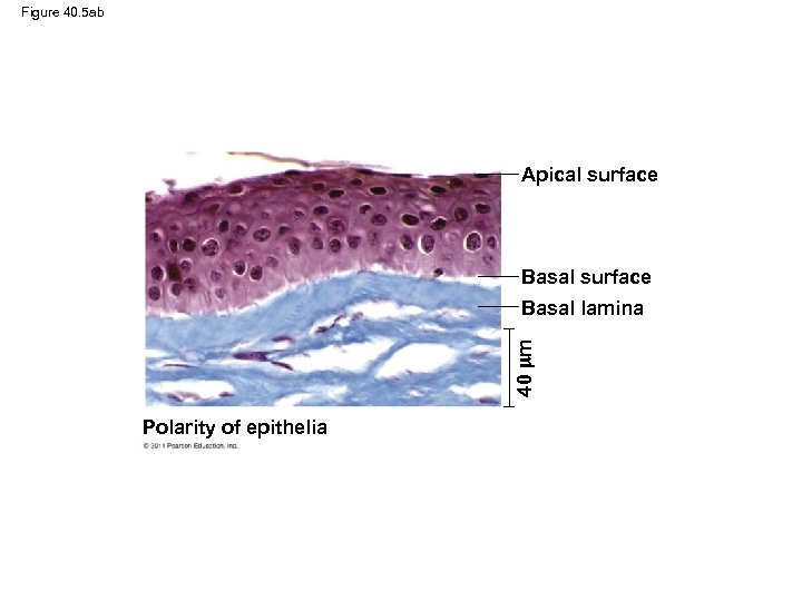 Figure 40. 5 ab Apical surface Basal surface 40 m Basal lamina Polarity of