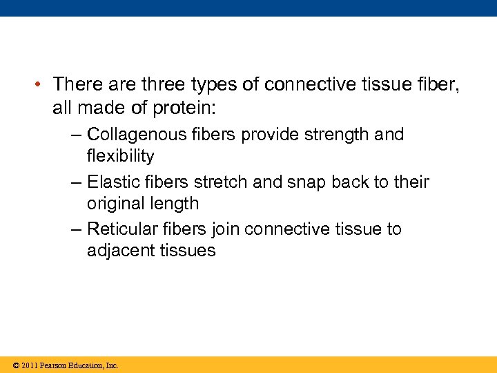  • There are three types of connective tissue fiber, all made of protein: