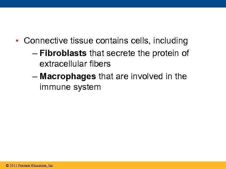  • Connective tissue contains cells, including – Fibroblasts that secrete the protein of