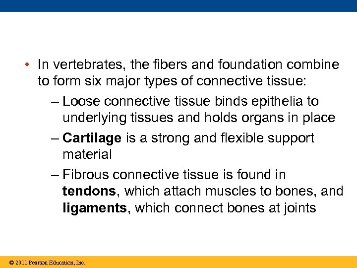  • In vertebrates, the fibers and foundation combine to form six major types