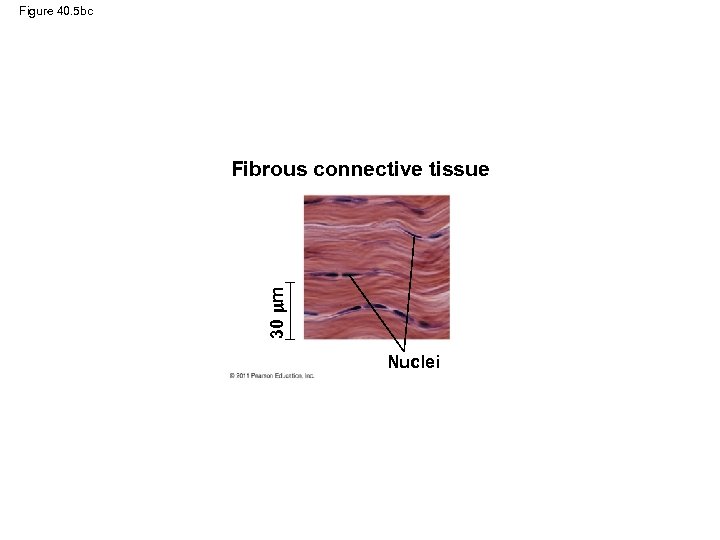 Figure 40. 5 bc 30 m Fibrous connective tissue Nuclei 