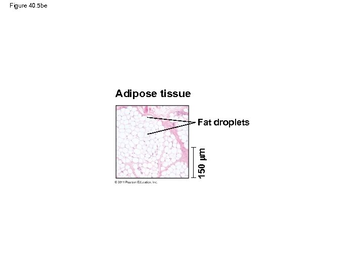 Figure 40. 5 be Adipose tissue 150 m Fat droplets 