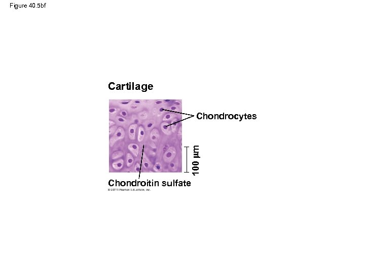 Figure 40. 5 bf Cartilage 100 m Chondrocytes Chondroitin sulfate 