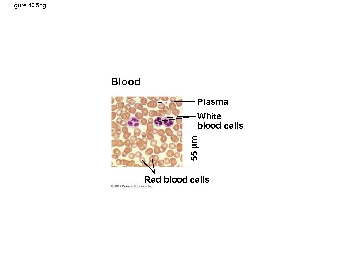 Figure 40. 5 bg Blood Plasma 55 m White blood cells Red blood cells