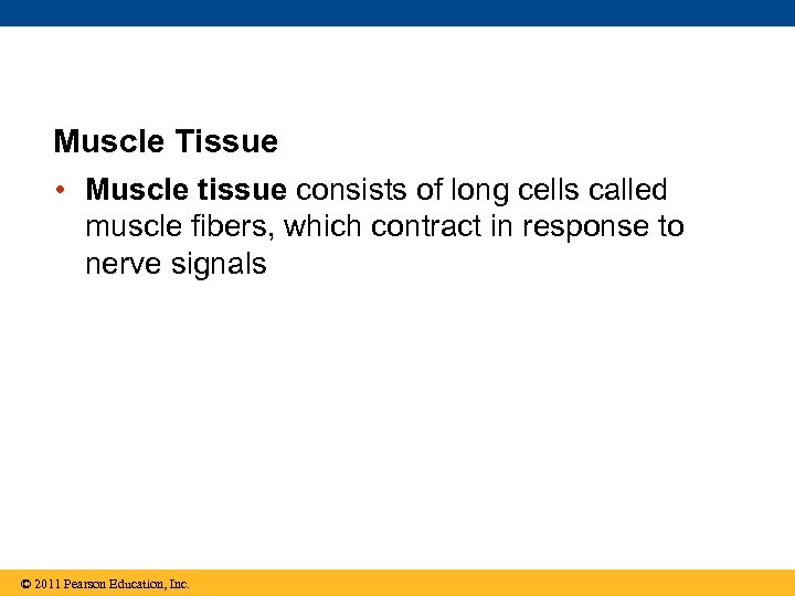 Muscle Tissue • Muscle tissue consists of long cells called muscle fibers, which contract