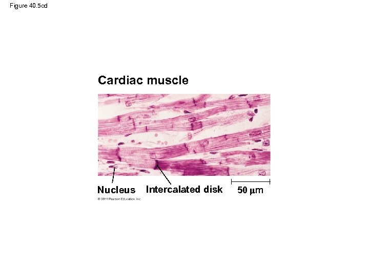 Figure 40. 5 cd Cardiac muscle Nucleus Intercalated disk 50 m 