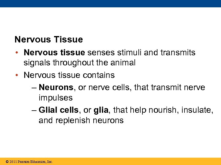 Nervous Tissue • Nervous tissue senses stimuli and transmits signals throughout the animal •