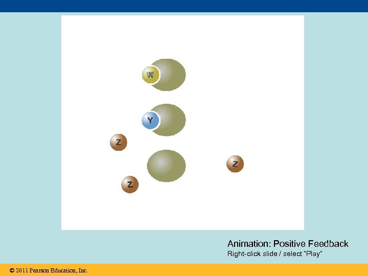 Animation: Positive Feedback Right-click slide / select “Play” © 2011 Pearson Education, Inc. 