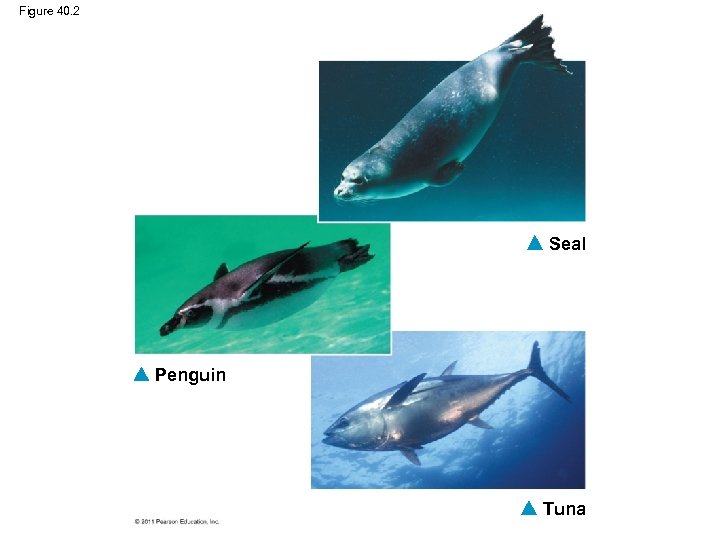 Figure 40. 2 Seal Penguin Tuna 