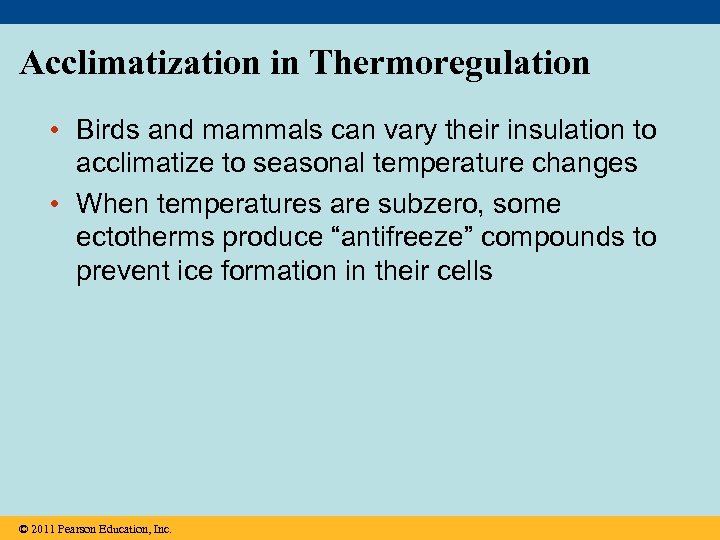 Acclimatization in Thermoregulation • Birds and mammals can vary their insulation to acclimatize to