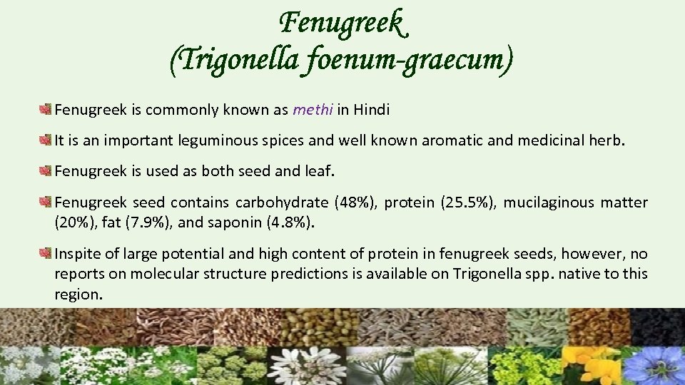 Fenugreek (Trigonella foenum-graecum) Fenugreek is commonly known as methi in Hindi It is an