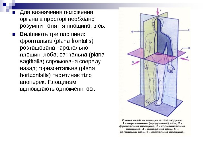 n n Для визначення положення органа в просторі необхідно розуміти поняття площина, вісь. Виділяють