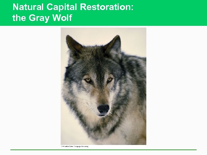 Natural Capital Restoration: the Gray Wolf 