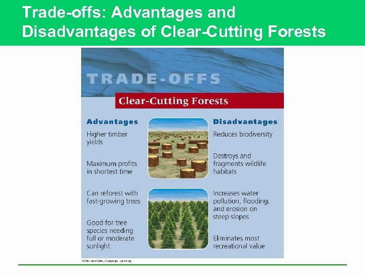 Trade-offs: Advantages and Disadvantages of Clear-Cutting Forests 