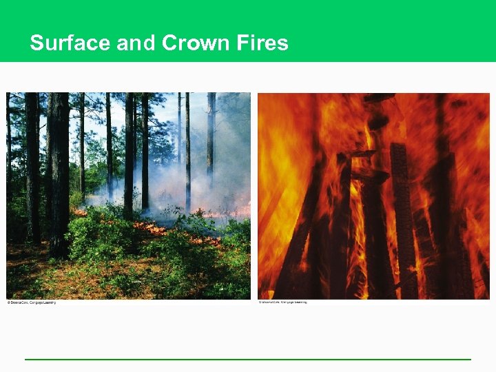 Surface and Crown Fires 