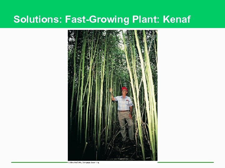 Solutions: Fast-Growing Plant: Kenaf 