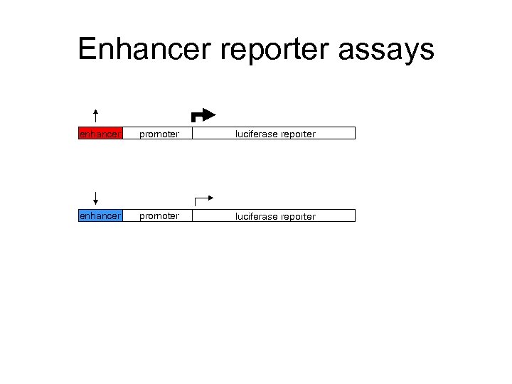 Enhancer reporter assays enhancer promoter luciferase reporter 