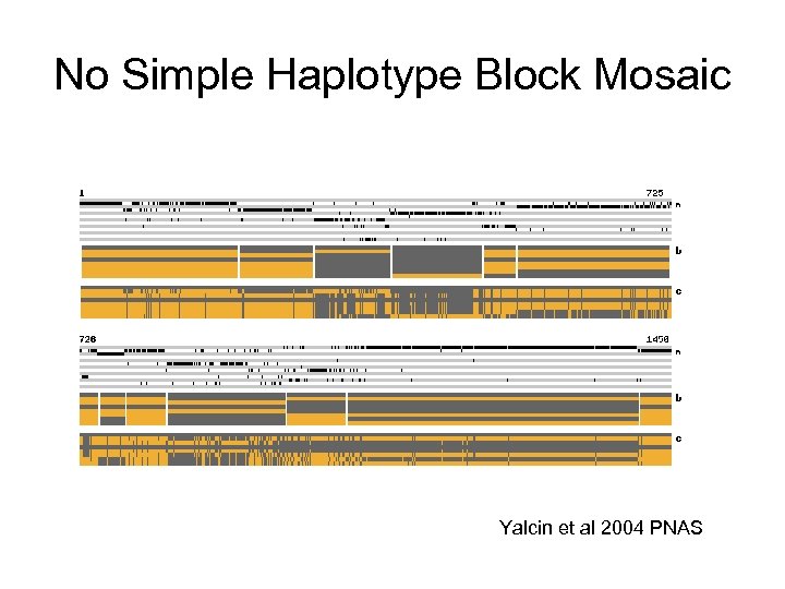 No Simple Haplotype Block Mosaic Yalcin et al 2004 PNAS 