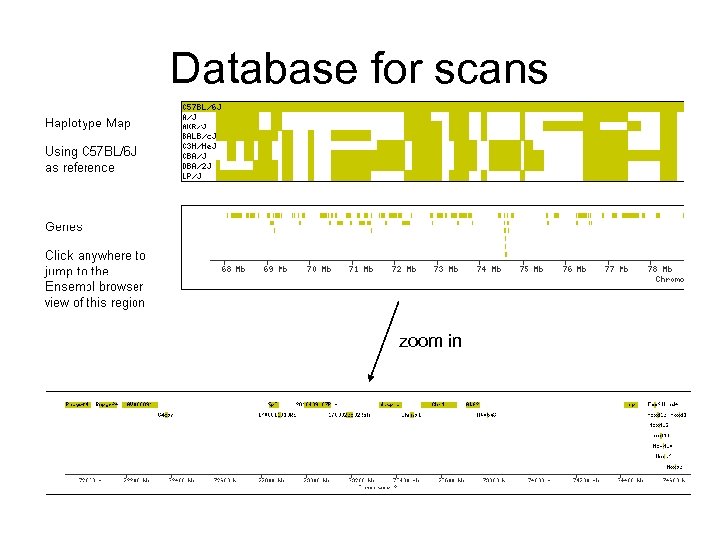 Database for scans zoom in 